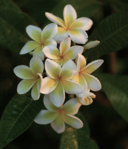 Plumeria Alba Flower Extract*